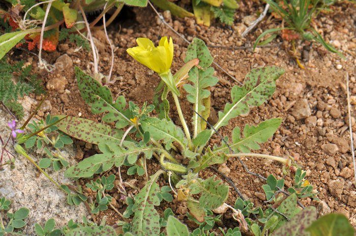 Oenothera primiveris, Large Yellow Desert Primrose Oenothera primiveris, Large Yellow Desert Primrose